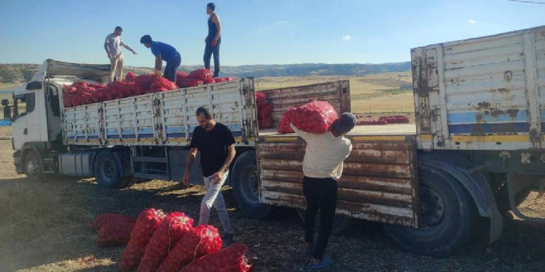 İmece usulü hasat ediyor, işçi maliyeti ve zamandan tasarruf sağlıyorlar! Mor ve sarı renkte oluyor, 7-8 liraya alıcı buluyor 5